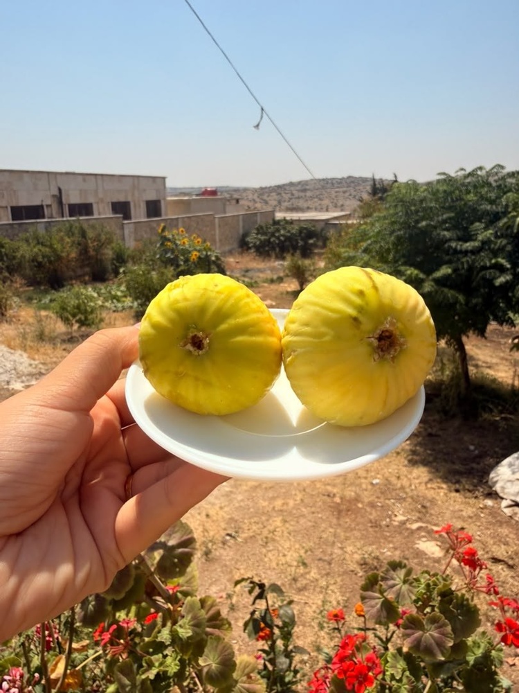 آغاز فصل برداشت انجیر در عفرین + تصاویر