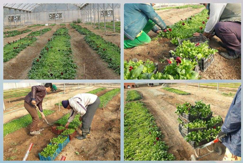 خودکفایی شهر کرمانشاه در تولید گل‌های فصلی