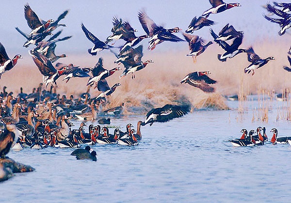 امسال آنفلوآنزای پرندگان در زیستگاه‌های آبی آذربایجان غربی مشاهده نشد