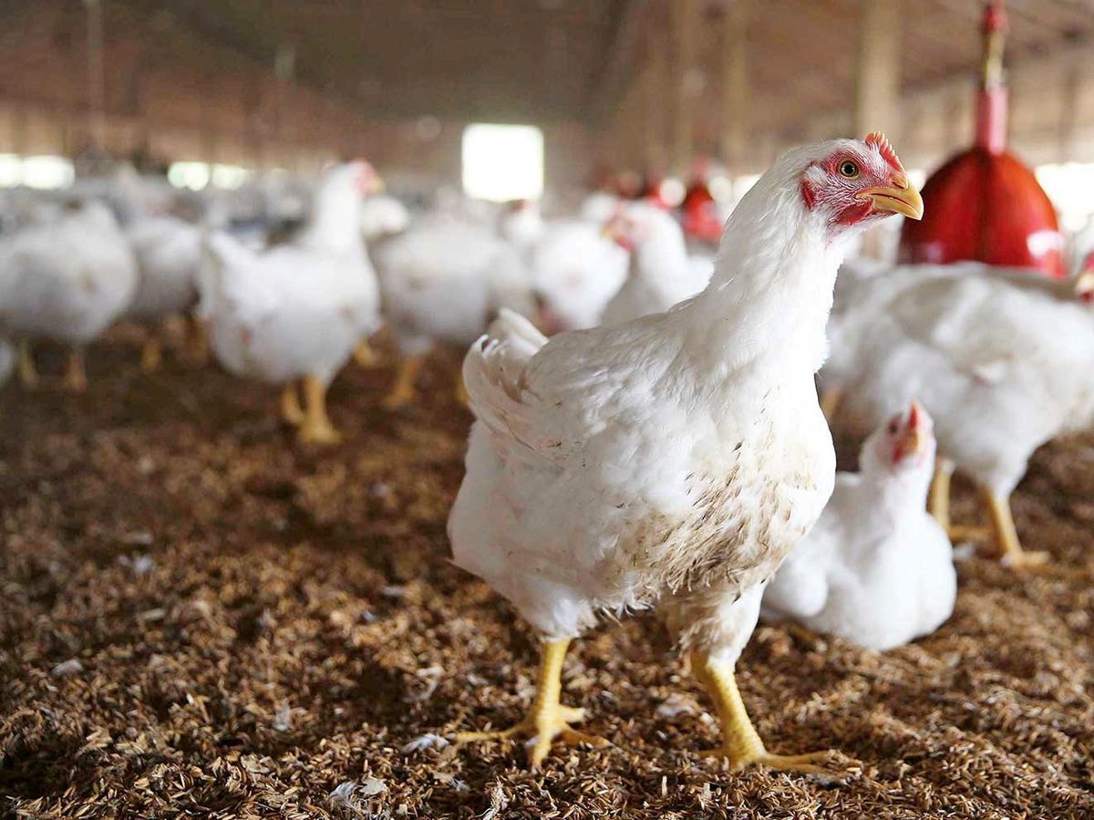 قیمت مرغ در کردستان 24 هزار و 600 تومان است
