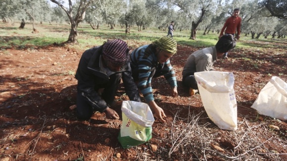 Kurdish farmers blame Turkish-backed militias for olive crop seizure in Afrin