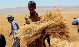عدم استقبال کشاورزان خرده مالک آذربایجان غربی از «کشاورزبانک»