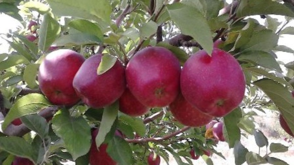 ممنوعیت صادرات سیب درختی منتفی است