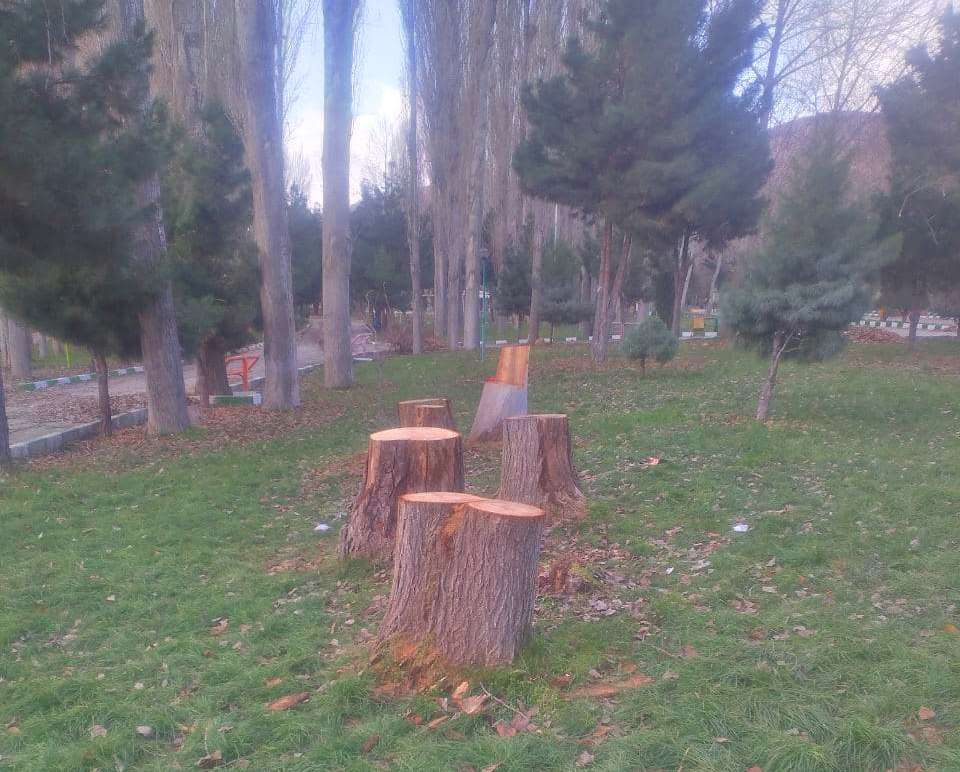قطع درختان کهنسال پارک ملت مهاباد توسط شهرداری انجام گرفت