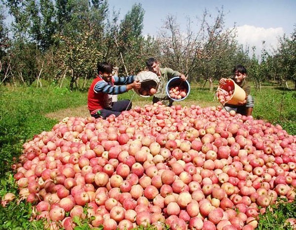 برداشت و بسته بندی نامناسب ضایعات سیب را افزایش می دهد