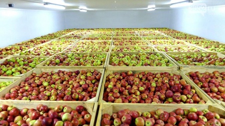 نماینده ارومیه: ۸۰۰ هزار تن سیب در سردخانه مانده/ بن بست صادرات سیب به کجا می رسد؟