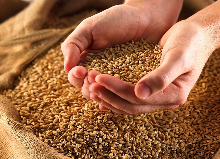 گندم در ایران به تولید پایدار رسیده است