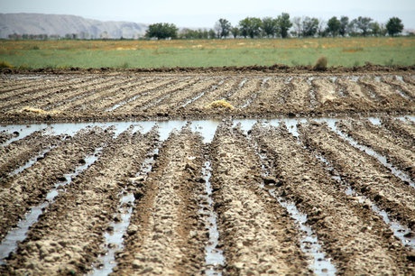 کاهش مصرف آب کشاورزی آذربایجان غربی توسط ستاد احیای دریاچه ارومیه