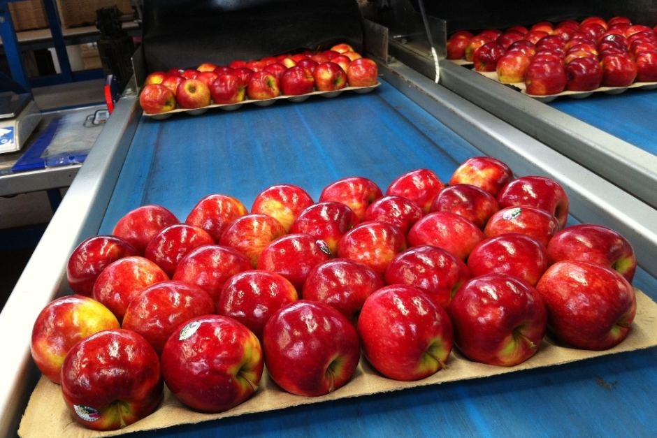 مجهزترین سیستم بسته بندی سیب ایران در ارومیه افتتاح شد
