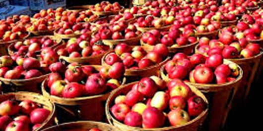 تهاتر صادرات سیب آذربایجان غربی با میوه های گرمسیری پیگیری شود