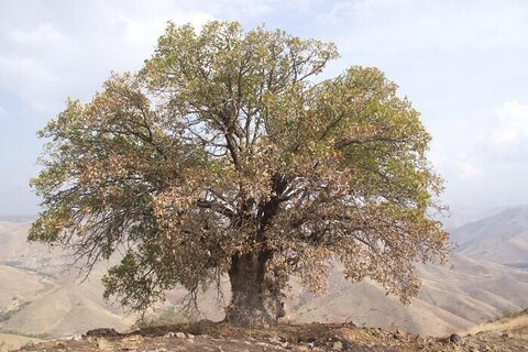 ۸ درخت کهنسال در کردستان ثبت ملی شد