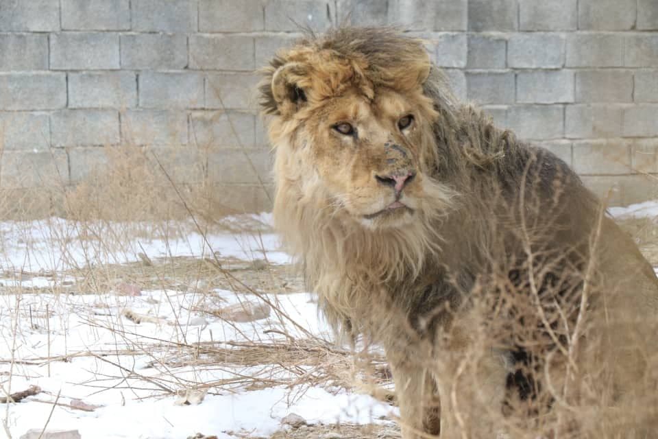 استاندار آذربایجان غربی موضوع نامساعد بودن باغ وحش ارومیه را  تایید کرد