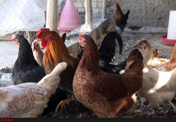 ردپای آنفلوآنزای مرغی در روستاهای کرمانشاه