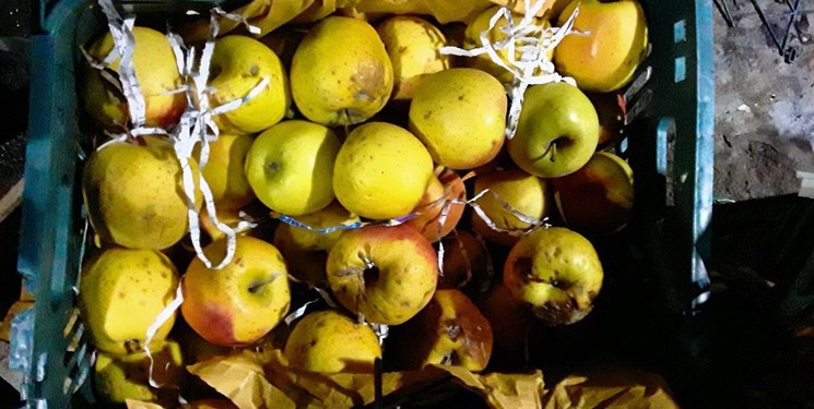 خطر جدی فاسد شدن سیب های تولیدی آذربایجان غربی/ روند صادرات کند است!