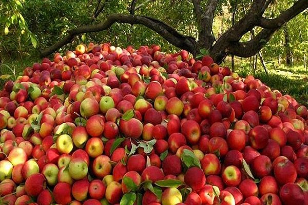 ورود هزاران تن سیب تلمبار شده آذربایجان غربی در سردخانه ها به بورس کالا!