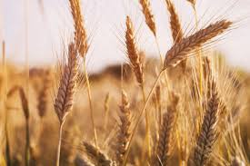 کاهش 17 درصدی خرید گندم کشاورزان در آذربایجان غربی