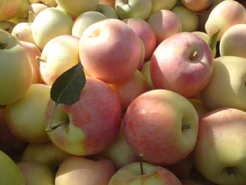 هنوز هم ۵۰۰ هزار تن سیب در سردخانه های آذربایجان غربی موجود است!