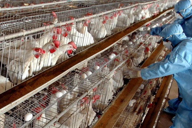 کردستانی ها از خرید مرغ زنده خودداری کنند