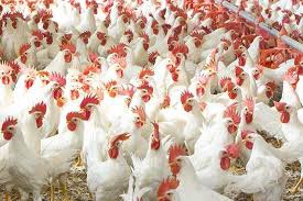 کمبودی در تامین مرغ آذربایجان‌غربی وجود ندارد/ هر کیلو مرغ 20 هزار و 400 تومان