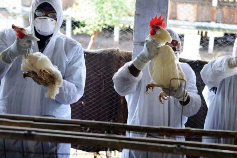 هشدار خطر احتمال آنفلوآنزای فوق حاد پرندگان در آذربایجان غربی