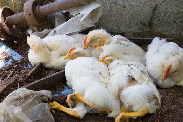 پرداخت خسارت 40 میلیون تومانی به روستاییان سقز و دیواندره برای آنفلوآنزای فوق حاد پرندگان