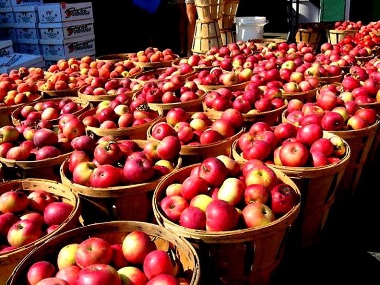 چراغِ خاموشِ صادرات سیب آذربایجان غربی!
