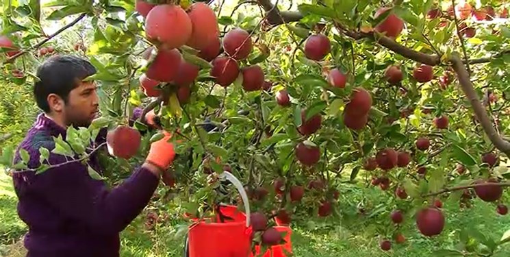 ارزش ریالی سیب آذربایجان غربی؛ 40 هزار میلیارد تومان/ ضرورت ورود به بورس کالا