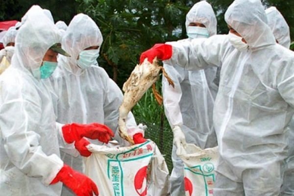 مهار ۲ کانون جدید آنفلوآنزای فوق حاد پرندگان در سقز