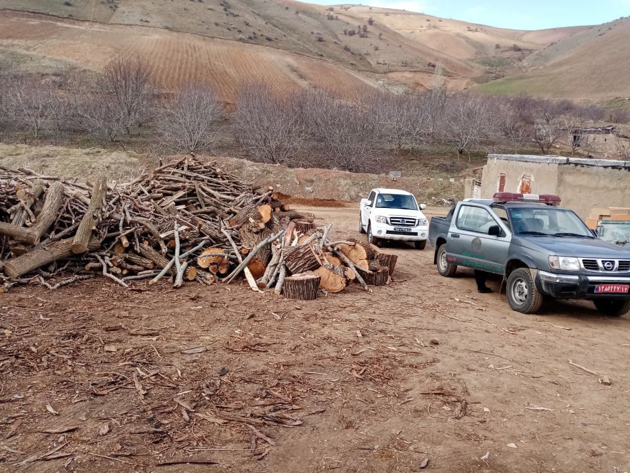 کشف 39 تن چوب قاچاق در مهاباد/سریال قطع درختان ادامه دارد