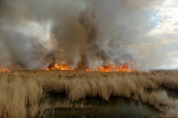 10 هکتار از منطقه حفاظت شده تالاب نوروزلوی میاندوآب در آتش سوخت