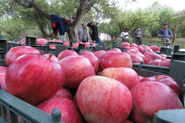 ستاد تنظیم بازار مسئول میز سیب ایران را نادیده گرفت/ممنوعیت صادرات ضربه ایی مهلک به اقتصاد آذربایجان غربی!