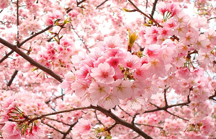 به رویش شکوفه ها امیدوار باشیم