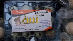 کردستانی ها از خرید تخم کبک و بلدرچین با برند زرین خودداری کنند