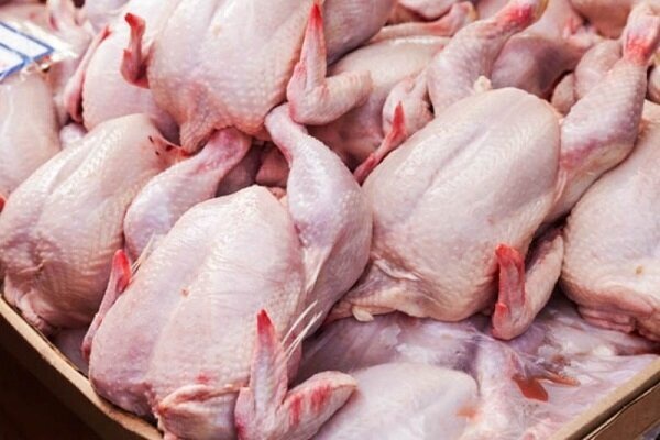توزیع 200 تن مرغ گرم و منجمد در روز جاری در بازار کردستان