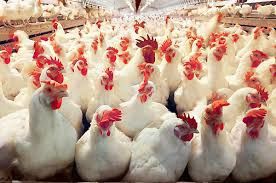 رواج خرید مرغ زنده در کردستان و به خطر افتادن سلامت مردم