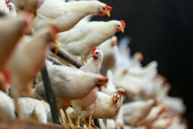 افزایش قیمت مرغ راهکار برگشت تعادل به بازار!
