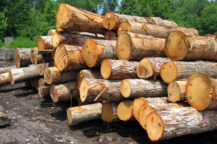 کشف 20 تن چوب قاچاق جنگلی در سایه کمبود جنگلبان در سردشت