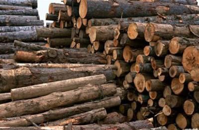 15 تن چوب قاچاق در دالاهو کشف شد