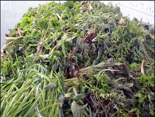 منابع طبیعی کردستان با برداشت بی رویه گیاهان خوراکی برخورد می‌کند