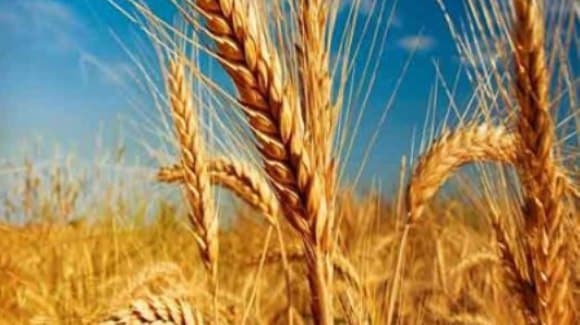 تهدید دوباره  خودکفایی  در  تولید گندم  با قیمت تضمینی غیر کارشناسی!