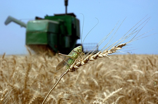 مبارزه با آفت مضر غلات در مزارع کردستان 325 درصد افزایش یافت