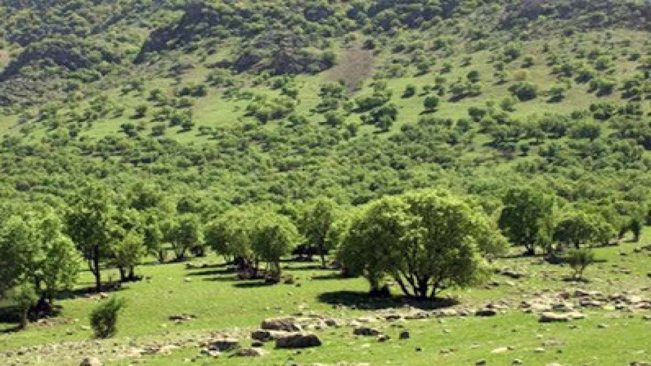 ذخیره گاه مرتعی آذربایجان غربی به 50 هزار هکتار افزایش می یابد