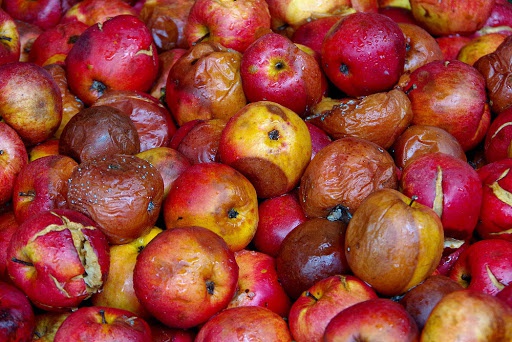 خسران میلیاردی در  قطب تولید سیب ایران
