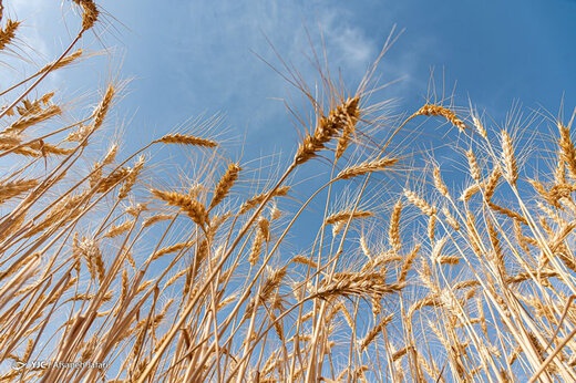 پیش بینی تولید ۶۴۱ هزار تن گندم در آذربایجان غربی/ ضرورت جلوگیری خروج محصول از استان