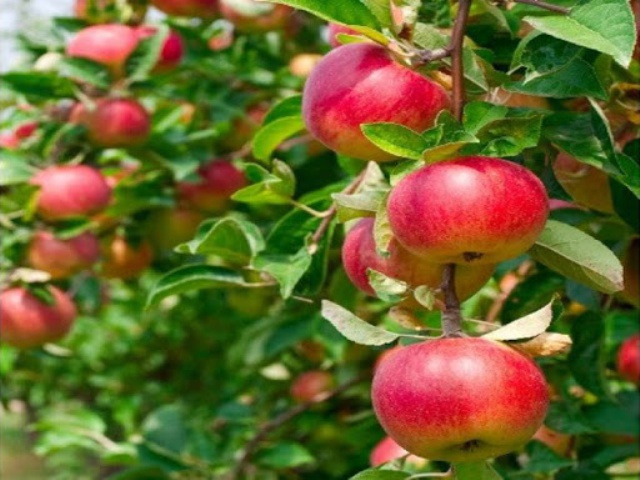 زنگ خطر فاسد شدن حدود ٤٠ هزار تن سیب در آذربایجان غربی!