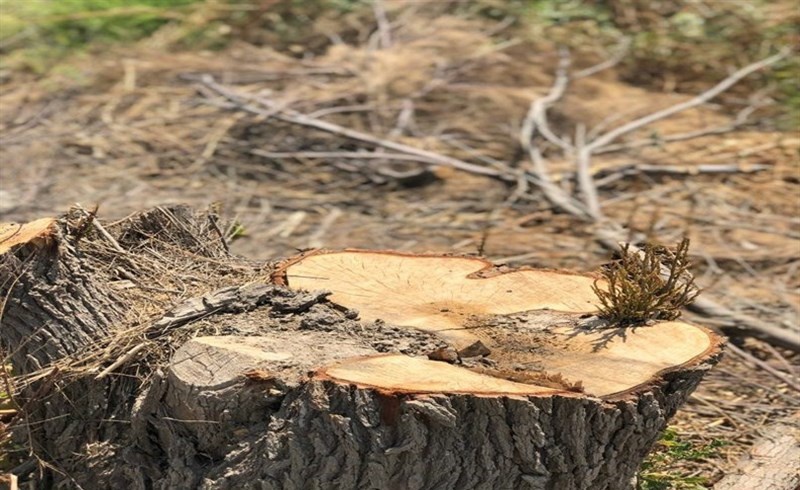 متخلفان قطع شبانه درختان در مهاباد شناسایی شدند
