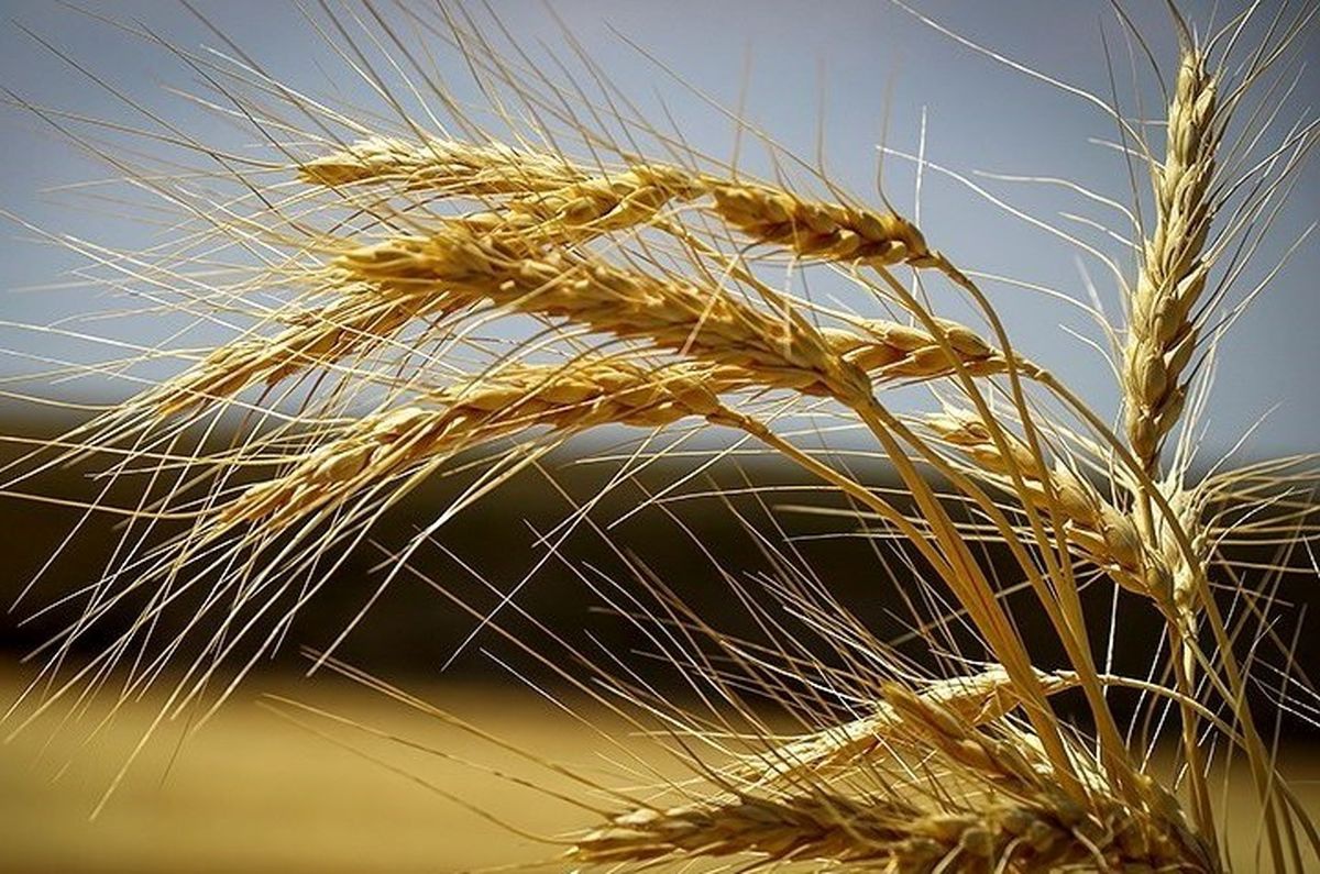 بوکان، بزرگترین تولید کننده گندم آذربایجان غربی