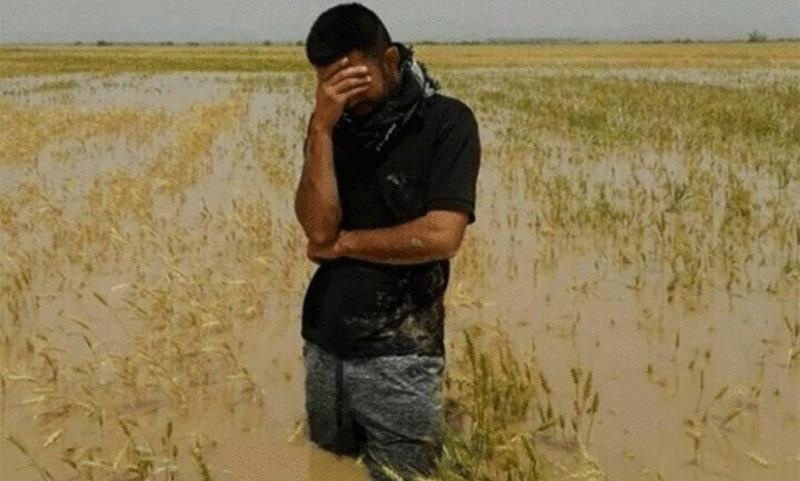 سیل، تگرگ و رعد و برق بیشترین خسارت را به کشاورزی آذربایجان غربی زدند