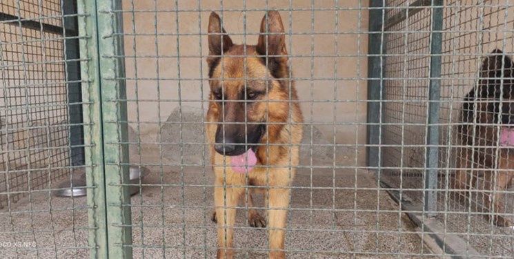 2 قلاده سگ گم شده هلال احمر کردستان بعد از ماه ها دوباره تحویل داده شد