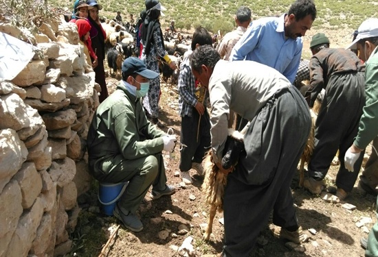 ۳۸۰ هزار راس دام در کردستان واکسینه شدند